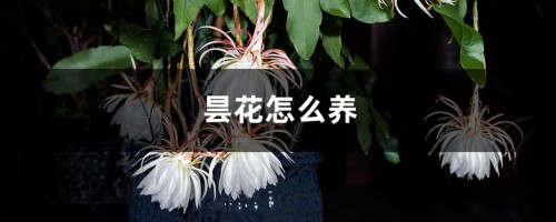 昙花怎么养