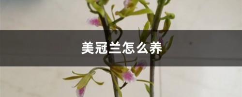 美冠兰怎么养