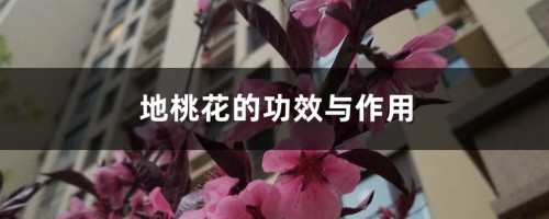 地桃花的功效与作用