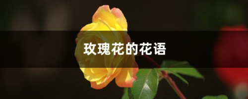 玫瑰花的花语