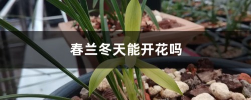 春兰冬天能开花吗