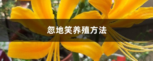 忽地笑养殖方法