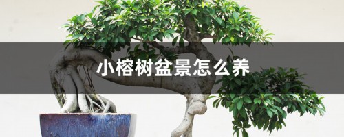 小榕树盆景怎么养